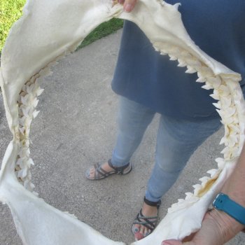 For Sale Tiger Shark Jaw 22 inches wide $625 (Adult Signature Required)