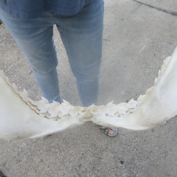For Sale Tiger Shark Jaw 22 inches wide $625 (Adult Signature Required)