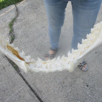 For Sale Tiger Shark Jaw 22 inches wide $625 (Adult Signature Required)