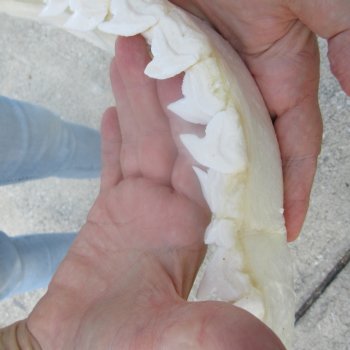 For Sale Tiger Shark Jaw 22 inches wide $625 (Adult Signature Required)