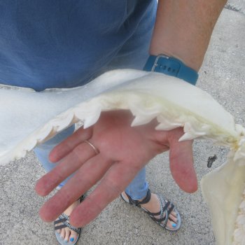 For Sale Tiger Shark Jaw 22 inches wide $625 (Adult Signature Required)