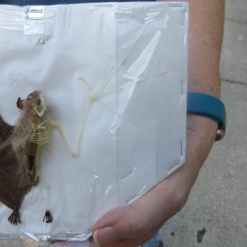 Half Skeleton/Half Spread-wing Bat