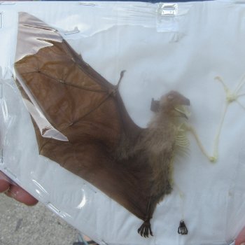Half Skeleton/Half Spread-wing Bat