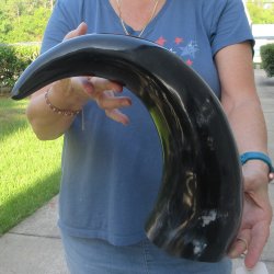 21 Inch XL Polished...