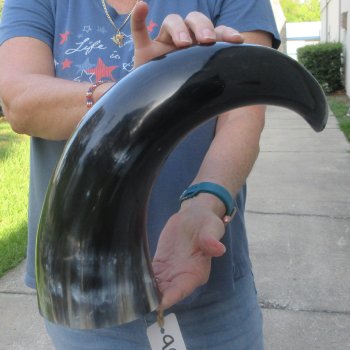 21 Inch XL Polished Thick Buffalo Horn 
