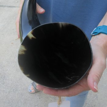 21 Inch XL Polished Thick Buffalo Horn 