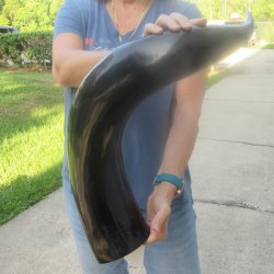 35 Inch XL Polished...