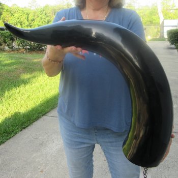 35 Inch XL Polished Thick Buffalo Horn 