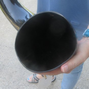 35 Inch XL Polished Thick Buffalo Horn 