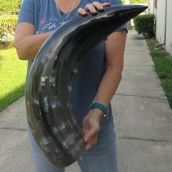 32 Inch XL Polished...