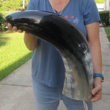 32 Inch XL Polished Thick Buffalo Horn 