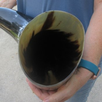 32 Inch XL Polished Thick Buffalo Horn 