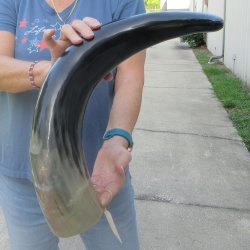 26 Inch XL Polished...