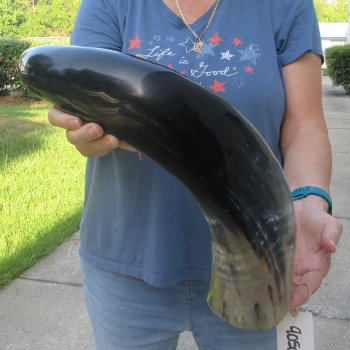 26 Inch XL Polished Thick Buffalo Horn 