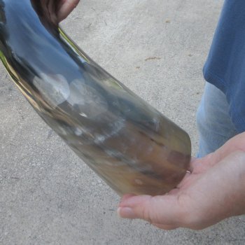 26 Inch XL Polished Thick Buffalo Horn 