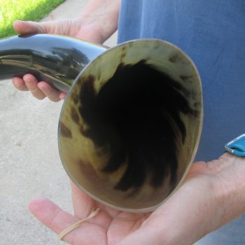 26 Inch XL Polished Thick Buffalo Horn 