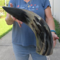23 Inch XL Polished...