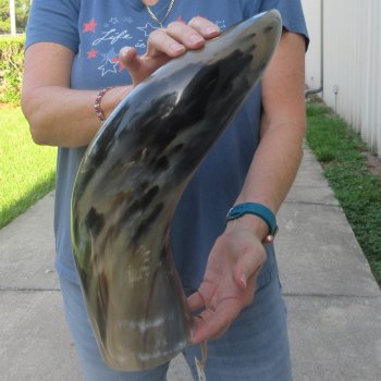 23 Inch XL Polished Thick Buffalo Horn 