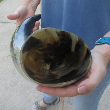 23 Inch XL Polished Thick Buffalo Horn 