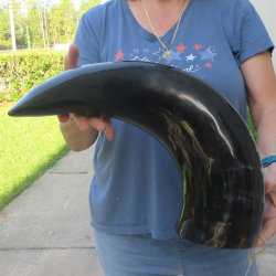 27 Inch XL Polished...