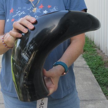 27 Inch XL Polished Thick Buffalo Horn 