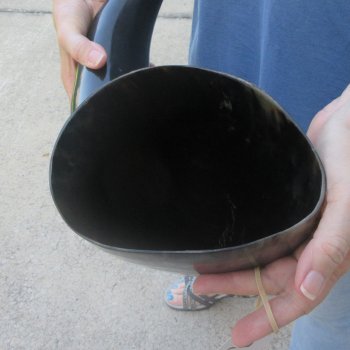 27 Inch XL Polished Thick Buffalo Horn 