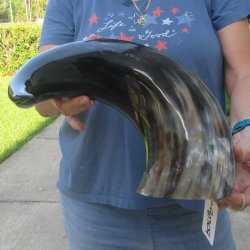 24 Inch XL Polished...