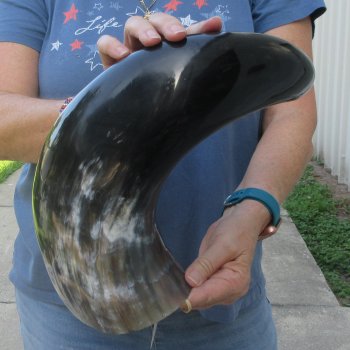 24 Inch XL Polished Thick Buffalo Horn 