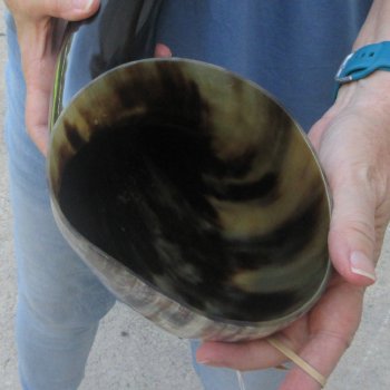 24 Inch XL Polished Thick Buffalo Horn 