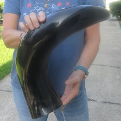 30 Inch XL Polished...
