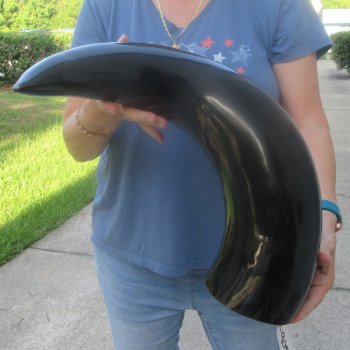 30 Inch XL Polished Thick Buffalo Horn 
