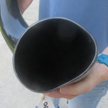30 Inch XL Polished Thick Buffalo Horn 