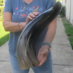 25 Inch XL Polished...