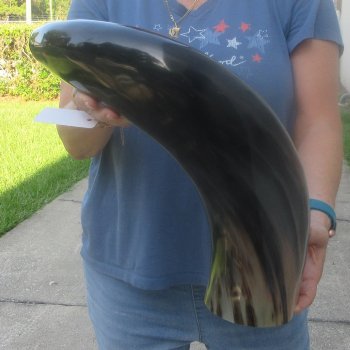 25 Inch XL Polished Thick Buffalo Horn 