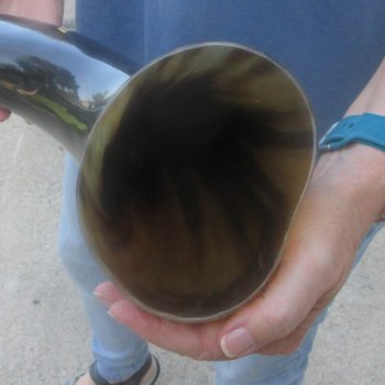 25 Inch XL Polished Thick Buffalo Horn 