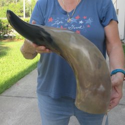 26 Inch XL Polished...