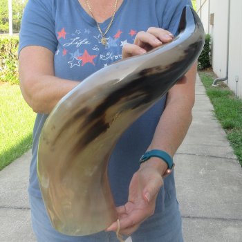 26 Inch XL Polished Thick Buffalo Horn 