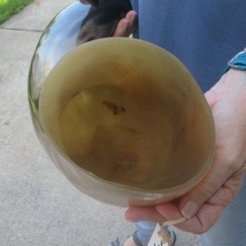 26 Inch XL Polished Thick Buffalo Horn 