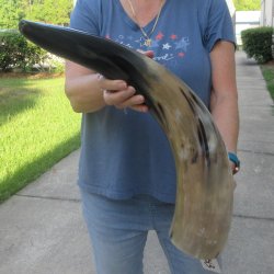 26 Inch XL Polished...