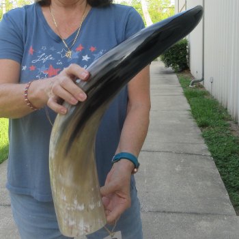 26 Inch XL Polished Thick Buffalo Horn 