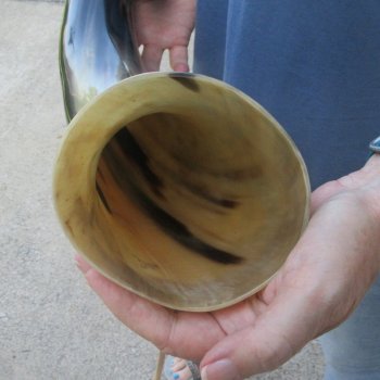 26 Inch XL Polished Thick Buffalo Horn 