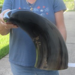 25 Inch XL Polished...