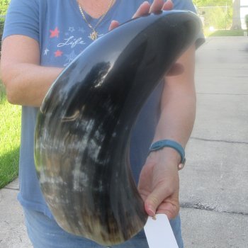 25 Inch XL Polished Thick Buffalo Horn 