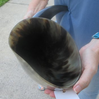 25 Inch XL Polished Thick Buffalo Horn 