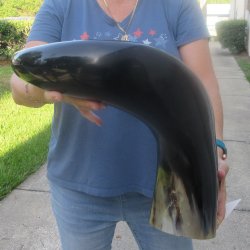 31 Inch XL Polished...