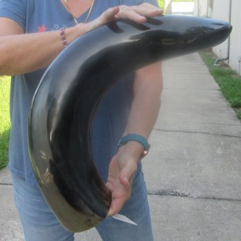31 Inch XL Polished Thick Buffalo Horn 