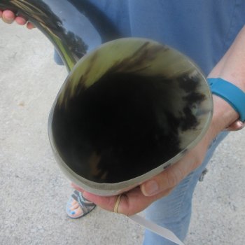 31 Inch XL Polished Thick Buffalo Horn 