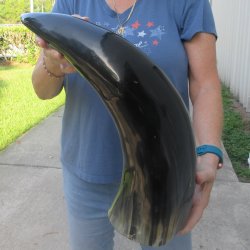 25 Inch XL Polished...