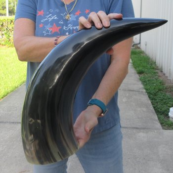 25 Inch XL Polished Thick Buffalo Horn 