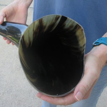 25 Inch XL Polished Thick Buffalo Horn 